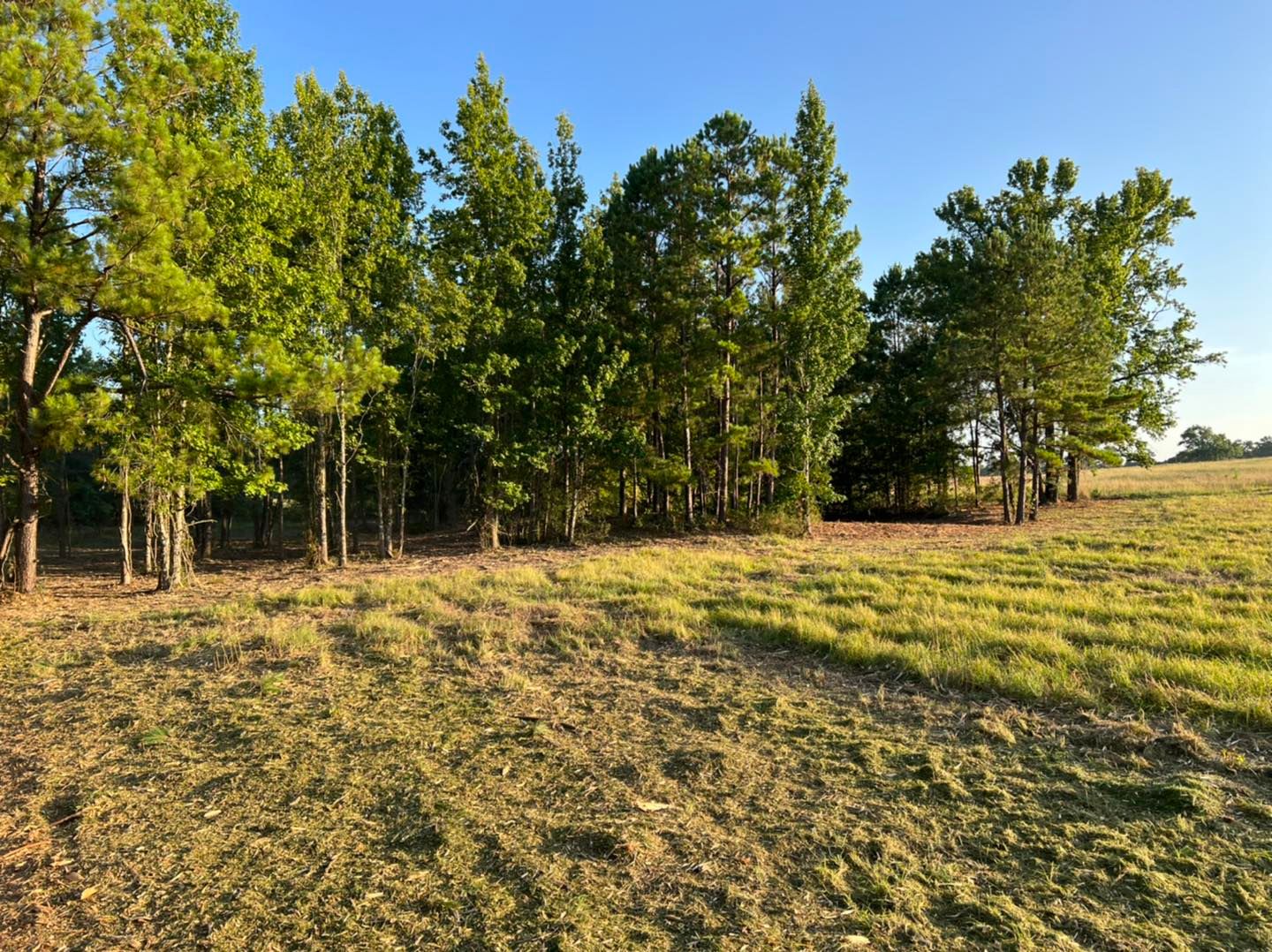 Chandler Land Clearing