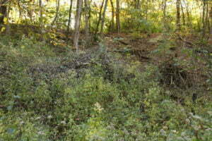 Clearing Underbrush in